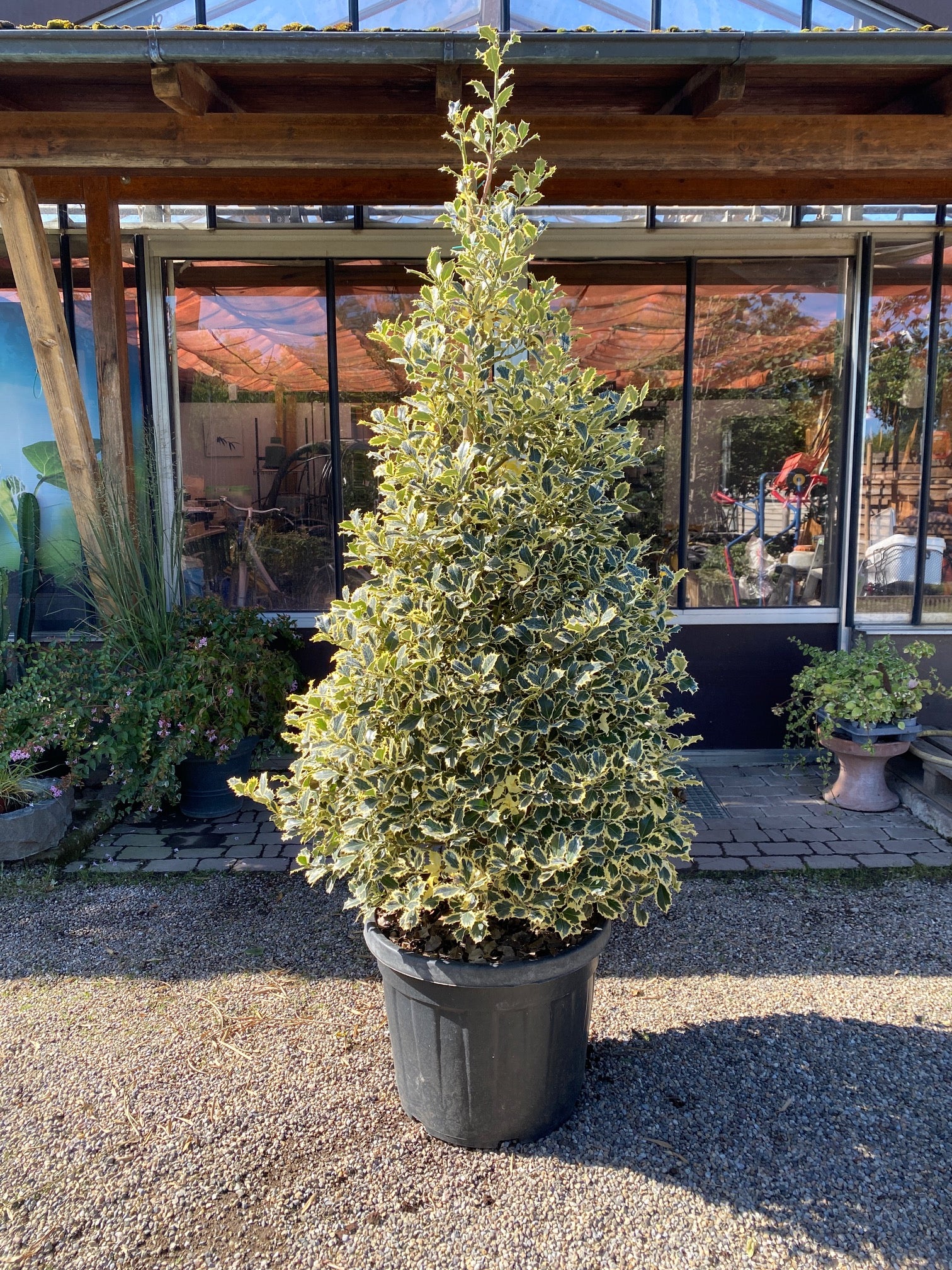 Weißbunte Stechpalme 'Argentea Marginata' / Ilex aquifolium 'Argentea Marginata'